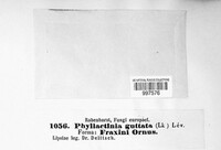 Phyllactinia guttata image